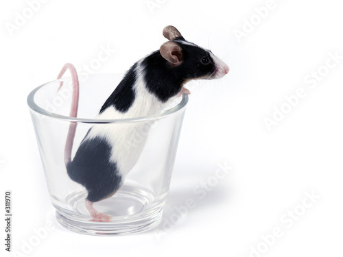 canvas print motiv - Emilia Stasiak : mouse in a glass