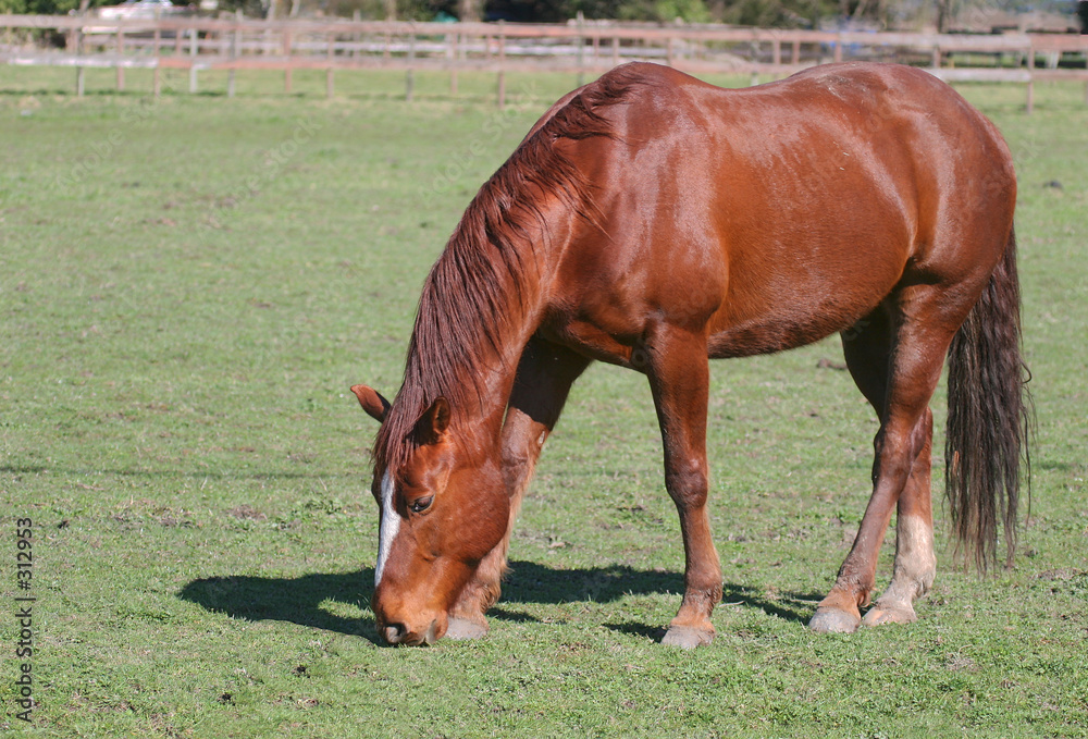 Fototapeta premium horse