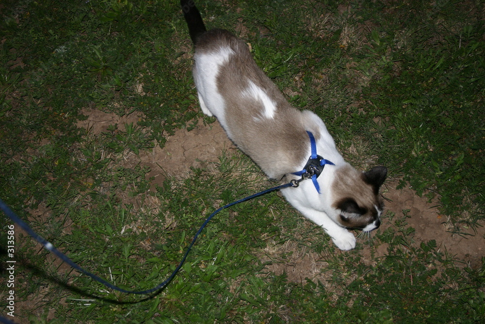 Fotografía leash training