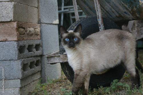 Photography wierd cat