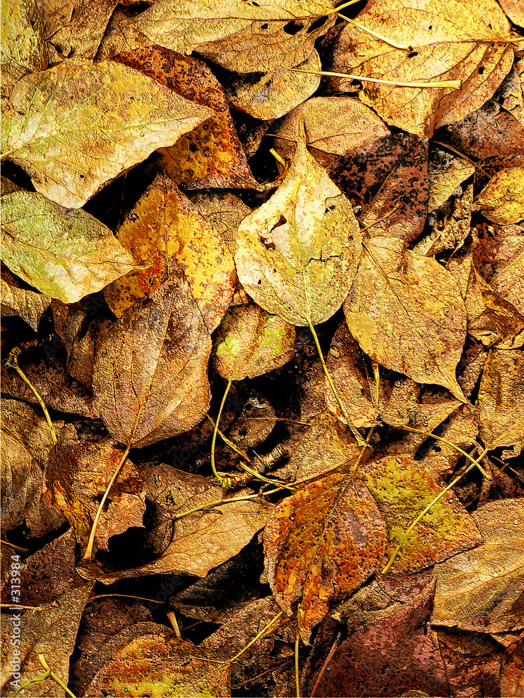 dead leaves