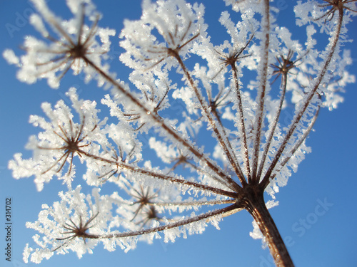 seed with ice crystals #314702