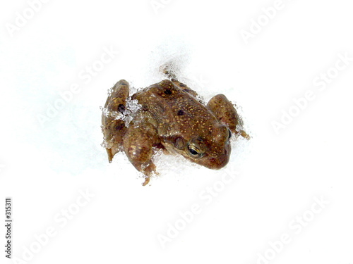 grenouille dans la neige photo