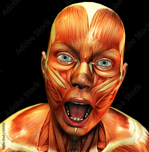 Fotografie muscle 41