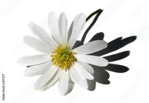 isolated white flower
