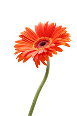 Handdoek met foto Gerbera Opkomend madeliefje in lentegras  © Sascha Burkard