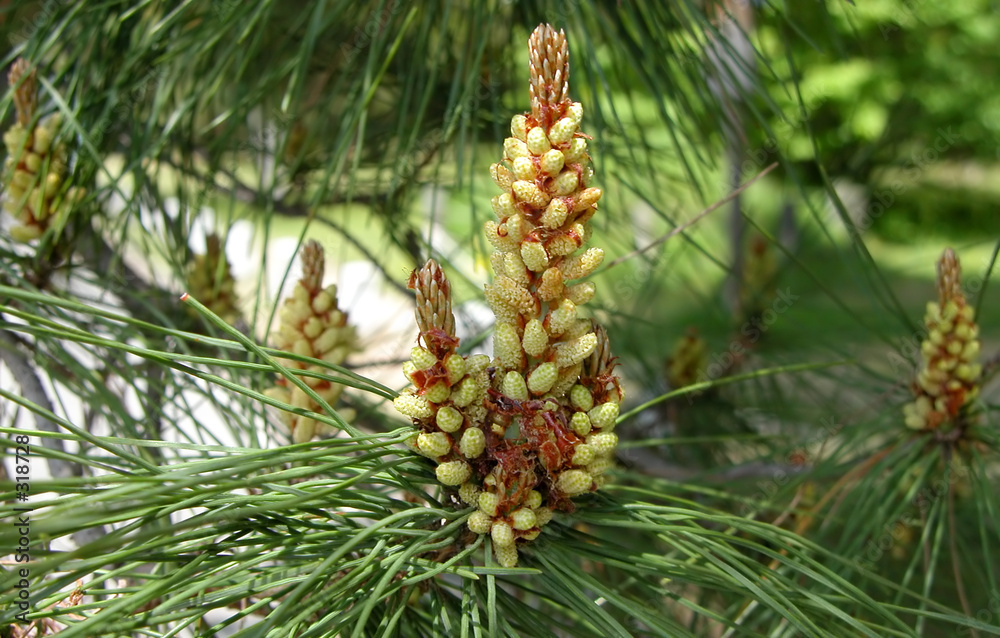 pine cone pine cone