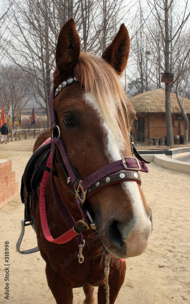 Fototapeta premium horse