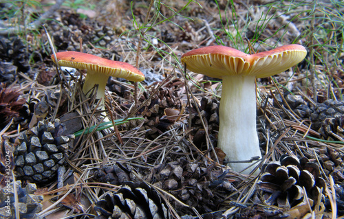 red russule