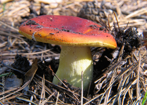 red russule