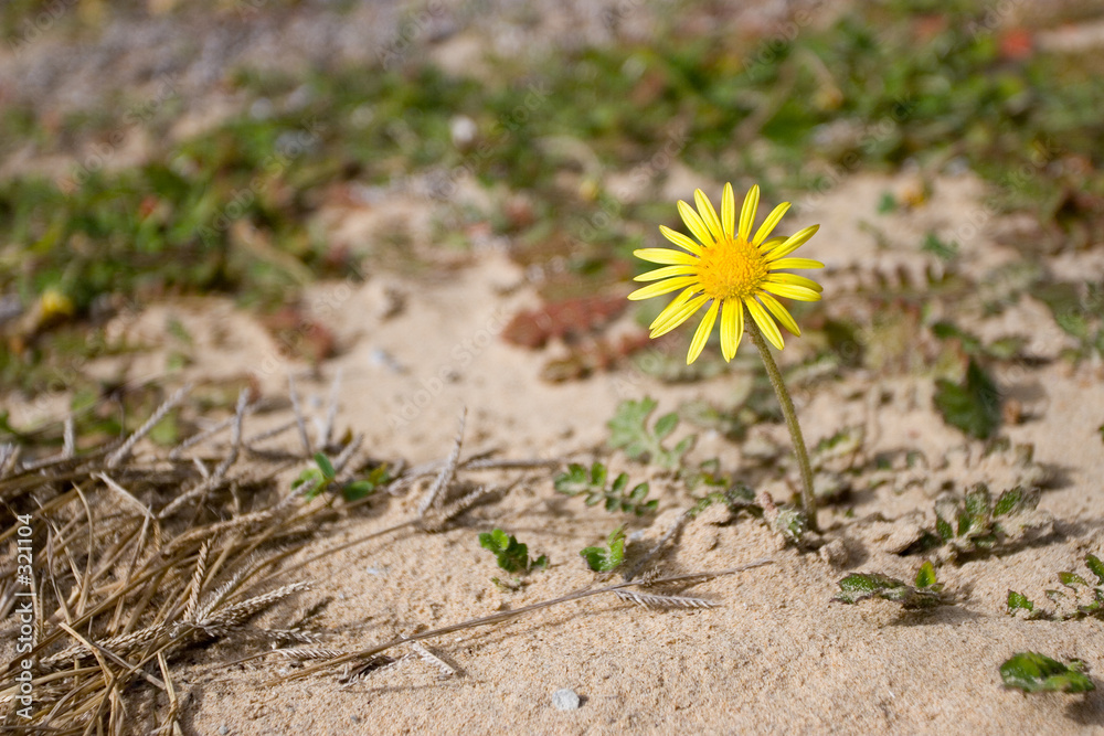 flower #1