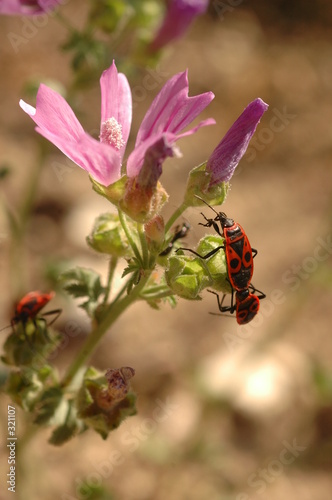 insectes du sud gendarme