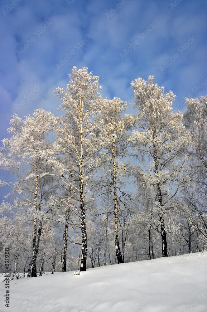 winter birches