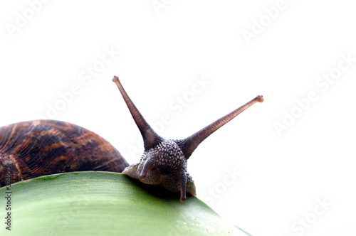 snail peeping