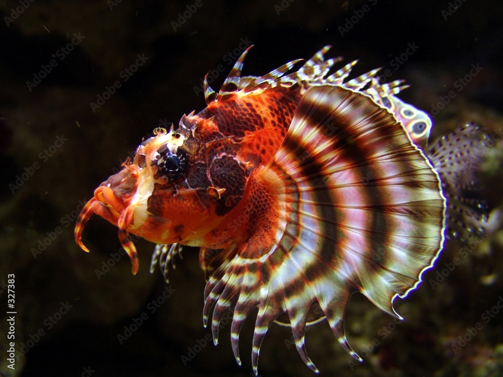 Fotografie pfauenaugen-rotfeuerfisch