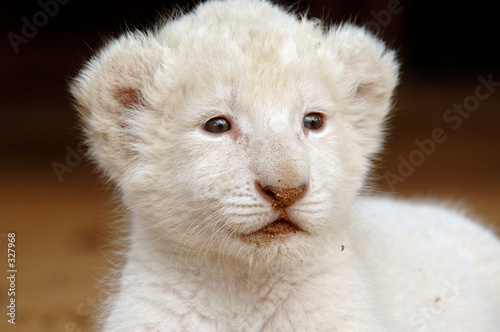 white lion cub photo