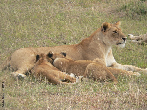 kenya - lionne et lionceaux