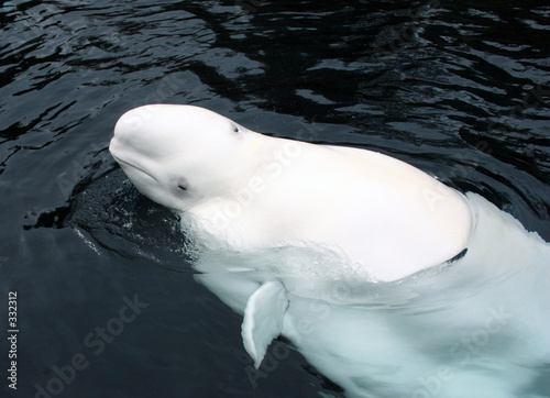 beluga whale Fototapeta