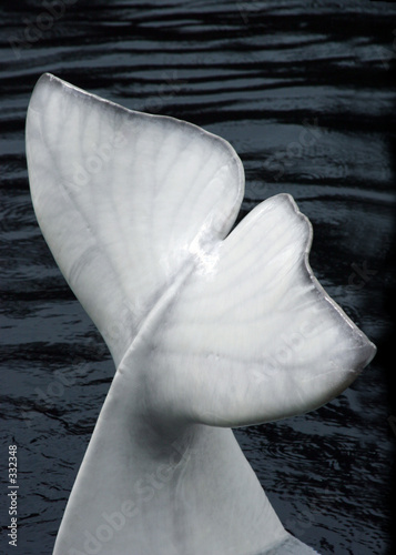 Foto fin of a beluga whale