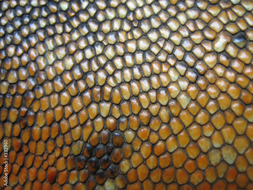 Canvastavla ecailles iguane
