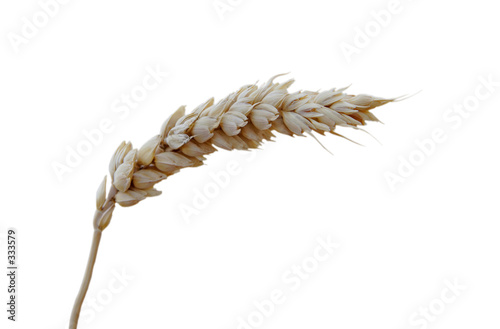 blade of wheat