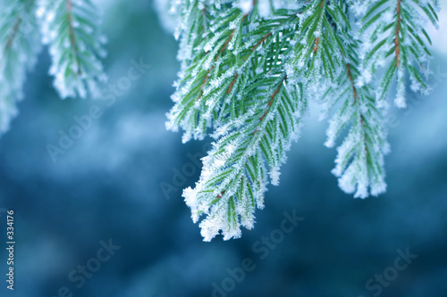 frost on pine © Tinka