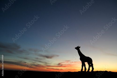 giraffe at sunset © Ana de Sousa
