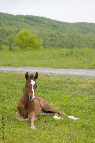 young lazy horse