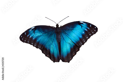 butterfly 18 © Michael Shake