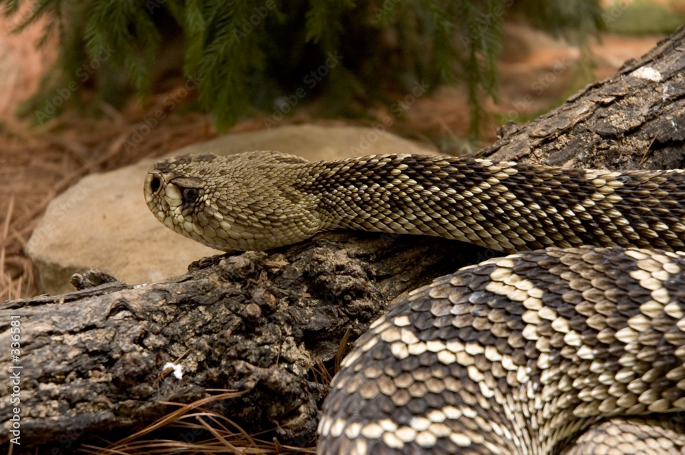 rattlesnake rattlesnake