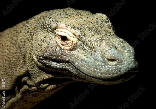 komodo dragon