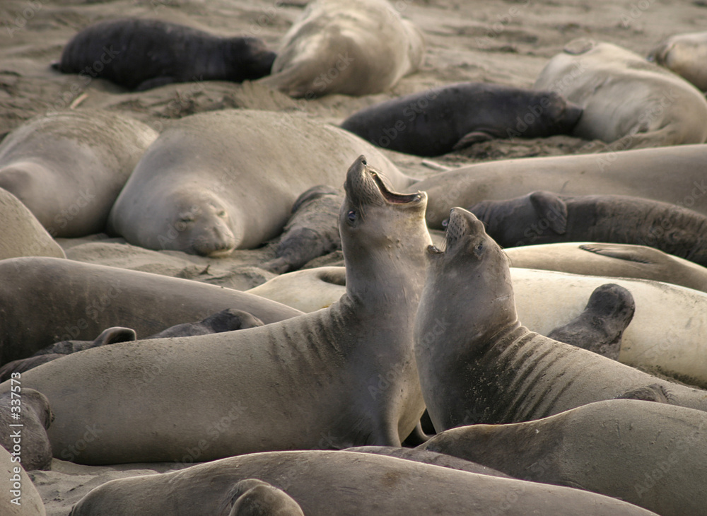 Fototapeta premium singing seals