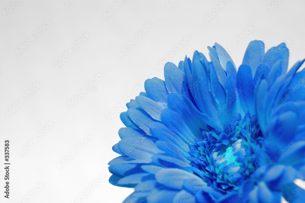 Obraz premium blue flower