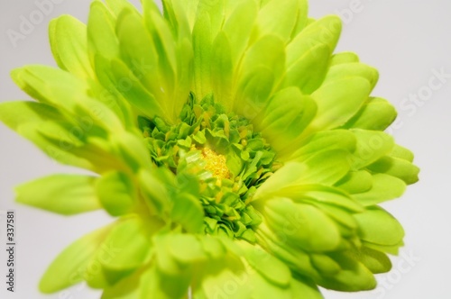 green flower