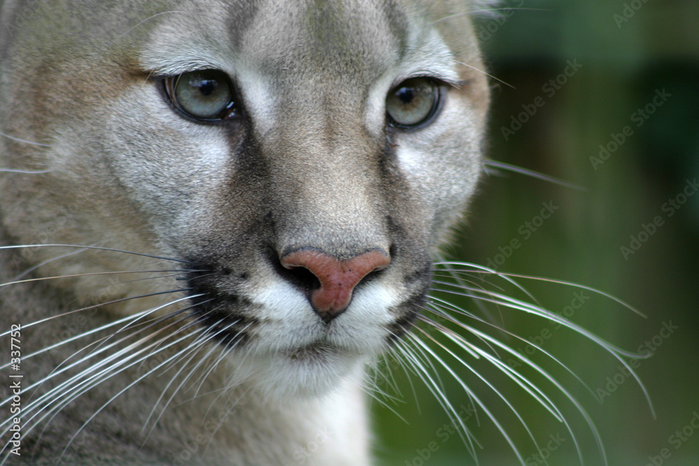 Puma cat face 2025
