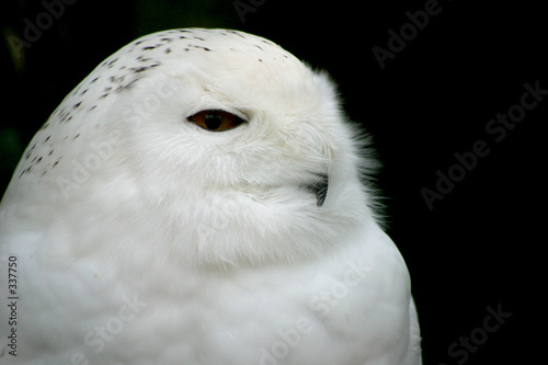 chouette blanche photo