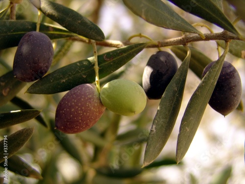 olivenzweig