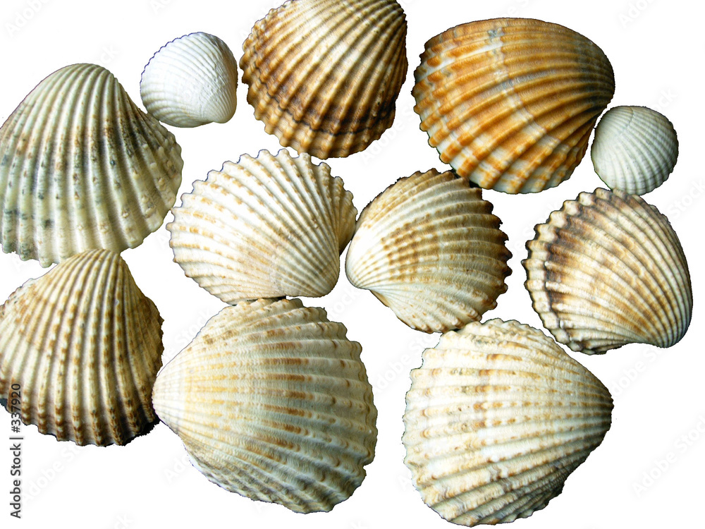 muscheln muscheln