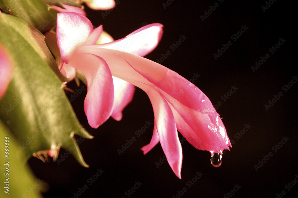 Photography dripping nectar ii