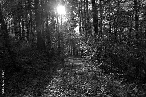 waldweg bw