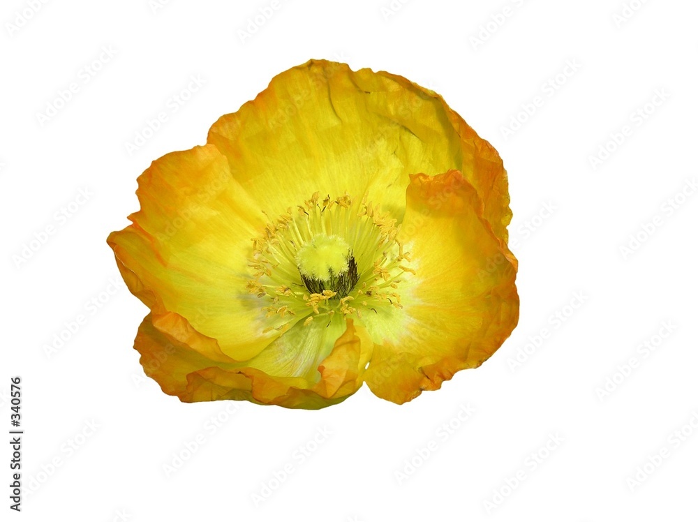 Naklejka premium isolated yellow poppy