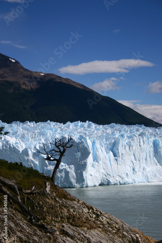 arbol y glaciar photo