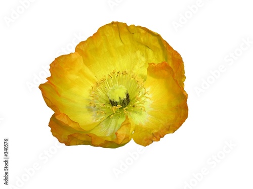 isolated yellow poppy