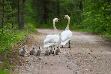 Wandcirkels Vogel Zwanenfamilie met jongen op water  © arokas