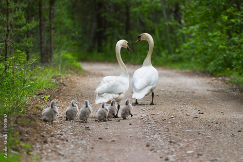 Obraz na płótnie swans family