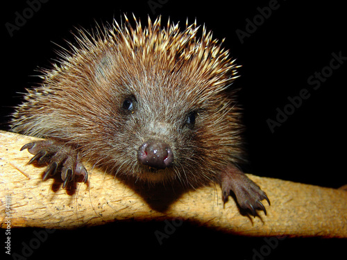 hedgehog