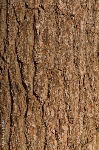 bark pattern