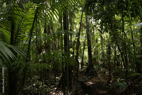 deep jungle