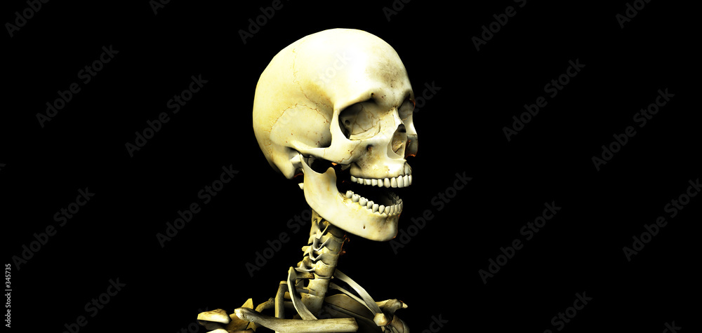 Obraz na plátně skull