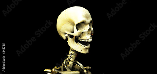Obraz na plátně skull